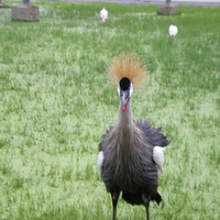 Crowned Crane