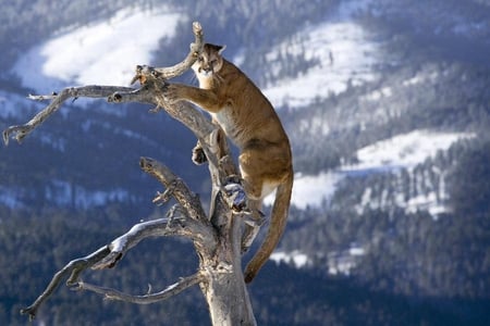 PUMA - puma, cat, branch, tree, high, lovely