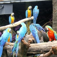 Macaws