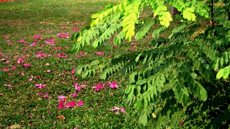 Falling Petals - lawn, petals, pink, plant, grass