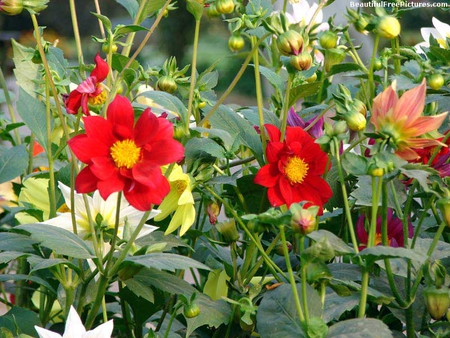 BEAUTIFUL GARDEN - flowers, beautiful, garden, red