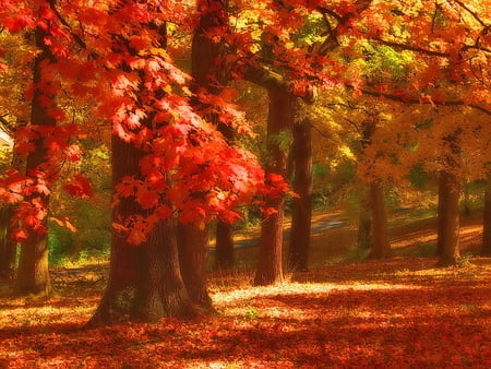 Autumn in pastel colors - red, forest, fall, sunny, pastel, trees, nature, colors, autumn