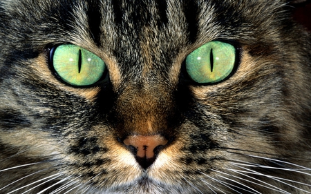 cat eyes - animal, beauty, cat, eyes, kitty, photography, fur, head, green