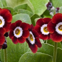 Primula.