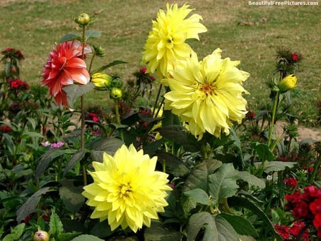 YELLOW GARDEN - yellow, dahlias, beautiful, garden