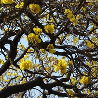 YELLOW BLOSSOMS