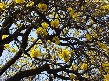 YELLOW BLOSSOMS - blossoms, tree, yellow, branches