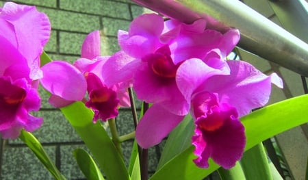 Orchid  for cehenot - brilliant, gorgeous, pretty, splendid