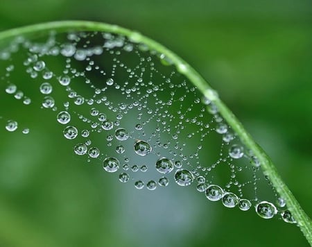 Macro photography. - dew, web, water, plant