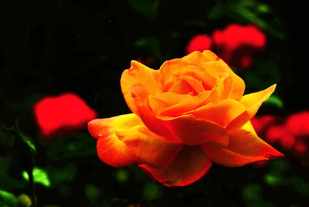 Touched by the sun - sunlight, yellow, green, rose, orange, flower, petals