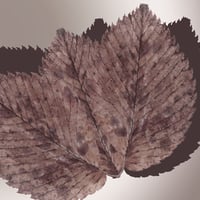 fallen leaves in a gradient background