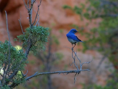 SITTING PRETTY - tree, bird, branch, blue