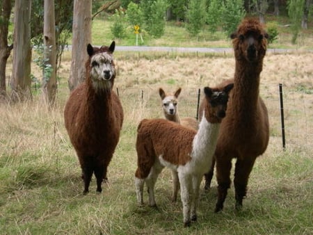 CURIOUS ALPACAS - curious, family, alpacas, looking