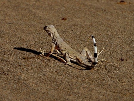 OH HOT HOT SAND - lizard, sand, desert, hot