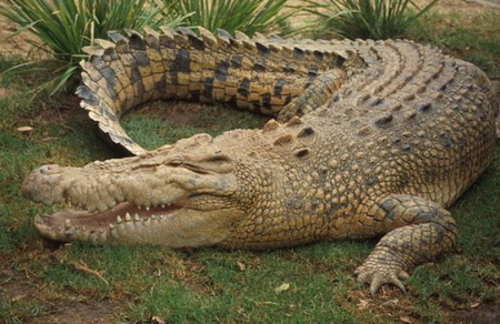 SMILE LIKE A CROCODILE - big, smile, reptile, croc