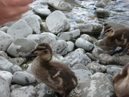 DUCKLING DUO - ducks, stones, two, baby