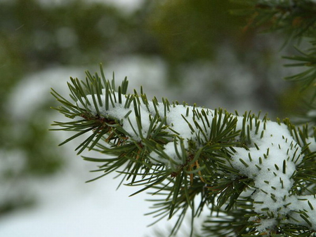 WINTER PINES - winter, nature, pines, snow