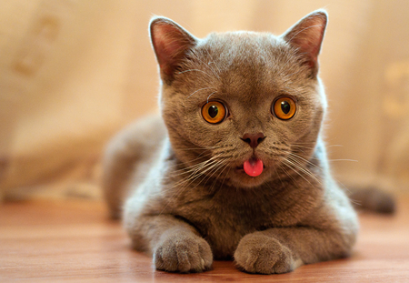 kitten - animal, pet, tongue, kitten