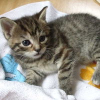 kitty