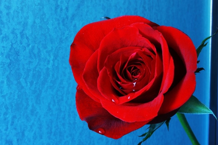 rose_cry - red, rose, 3d, flower, cry