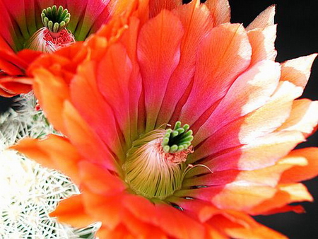 ORANGE CACTUS - orange, cactus, pretty, plant