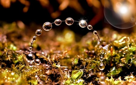 The Beauty of Nature - drops, beauty, water, nature