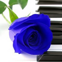 The Piano's Rose