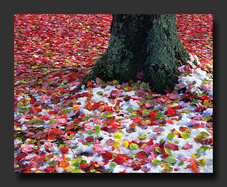 leaves and snow - nature, autumn, snow, leaves, tree, colourful