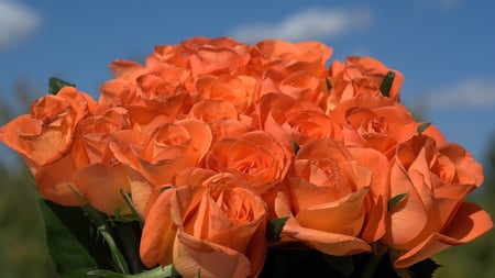 peach colored roses - flowers, nature, beautiful, photography, orange, peach