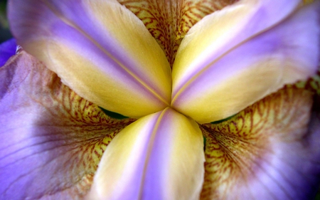 purple  iris - beauty, nature, purple, closeup, photography, irs, flower