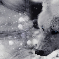 Artic Wolf