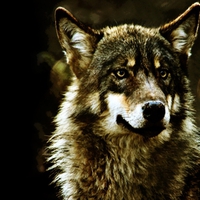 Beautiful Wolf