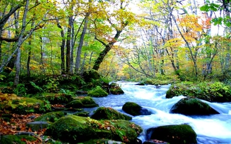 FOREST STREAM - stream, stones, forest, autumn