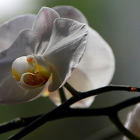 White Orchids