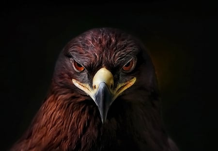 The Expression - bird, perturbed, beautiful, stare, displeased, cool, killer eyes