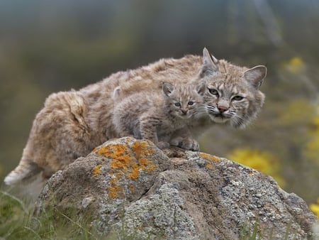 Mama lynx with baby