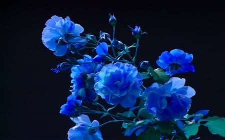 BLUE BLOOMS