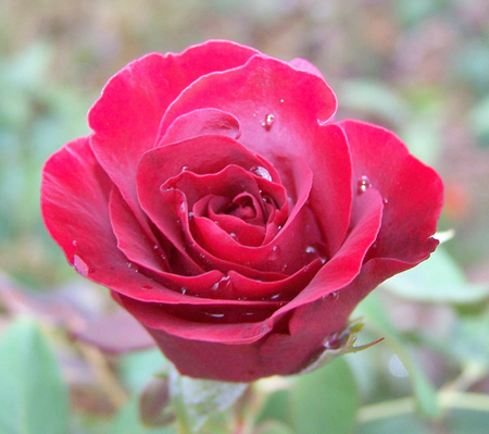 Lovely Red Rose - lovely, rose, red, drops