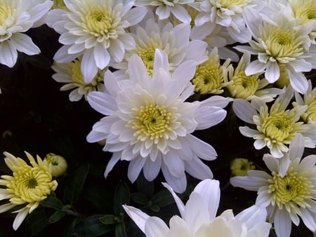 Delightful - fall, white, yellow, mums, pedals