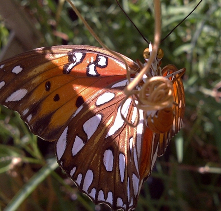 Flying flowers - orange, color, butterfly, lovely