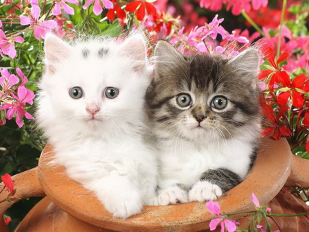 CUTE KITTIES