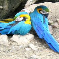 Golden Macaws