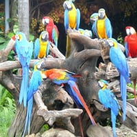 Macaws gathering