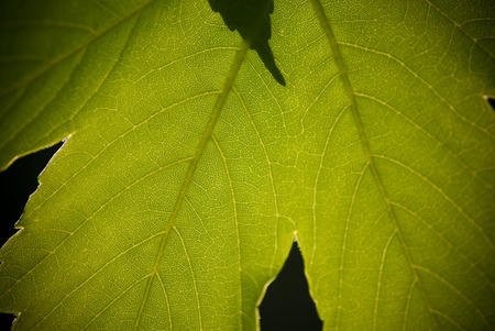 Leaf - macro - shine, forest, leaf, macro, sun, green