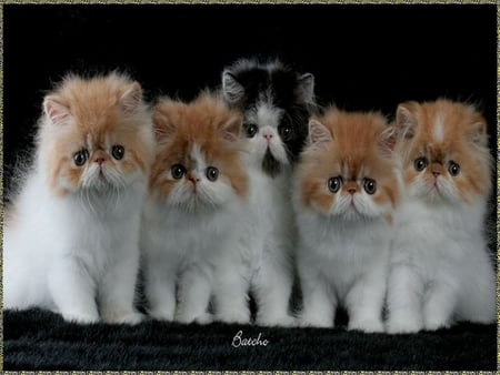 Five Little Kittens - white, orange