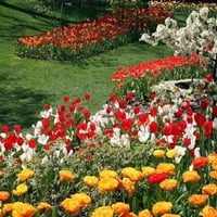 colorful-tulips