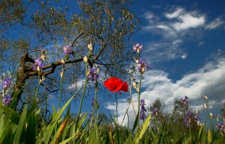 full flowers field - field, sky