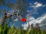 full flowers field