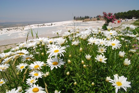 daisy and pamukkale in turkey - traverten, daisy, pamukkale, turkey