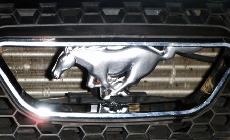 Pony - pony, mustang